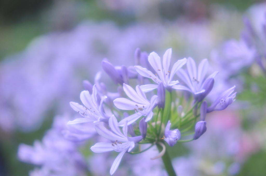 花の生命は短くて・・・