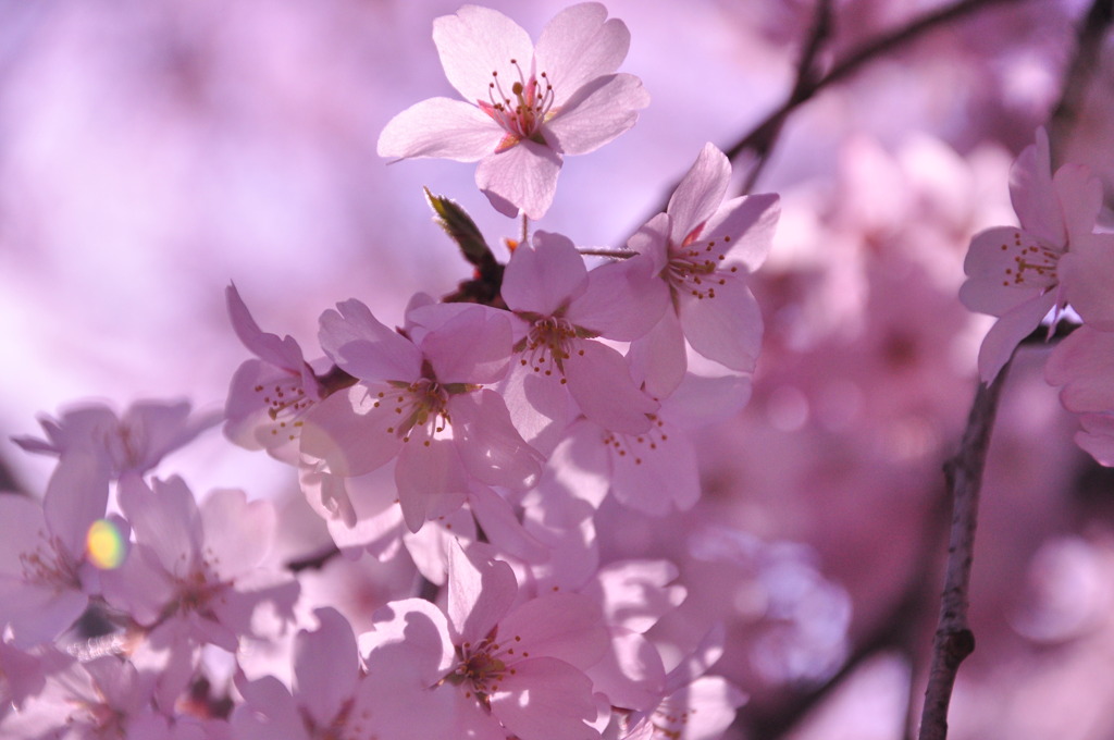SAKURA