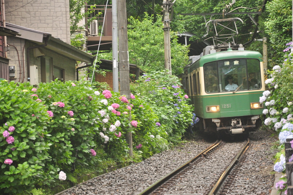 江ノ電と紫陽花