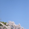 桜とお月さま