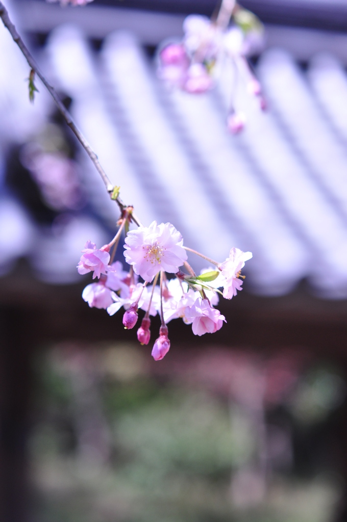 春が過ぎ去りて・・