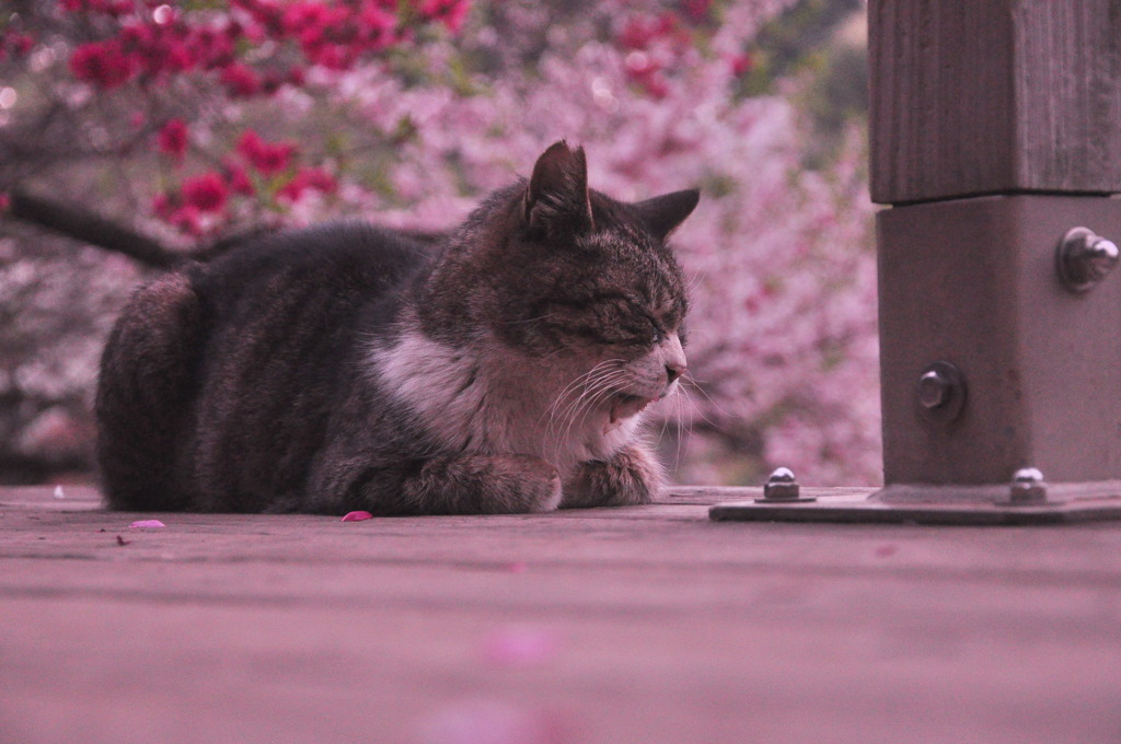 くつろぐ猫