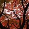 燃ゆる紅葉