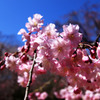 ｓａｋｕｒａ5