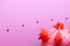 お魚