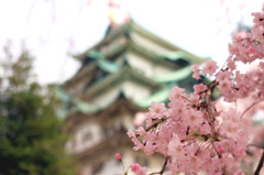 ｓａｋｕｒａ11