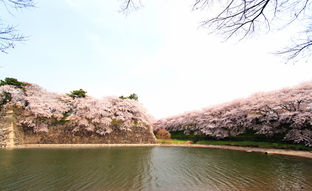 sakura12