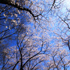 ｓａｋｕｒａ4
