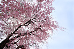 sakura9