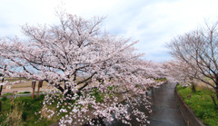 ｓａｋｕｒａ8