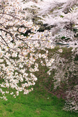 ｓａｋｕｒａ12