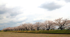 ｓａｋｕｒａ7