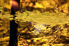 お魚２