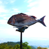 飛ぶ鳥、飛ぶ魚