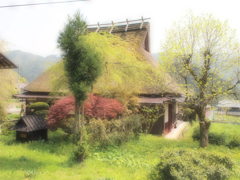 miyama_01