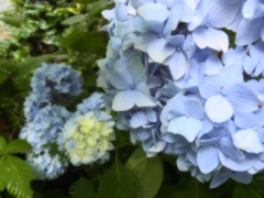 紫陽花