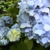 紫陽花