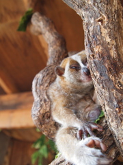 小動物