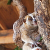 小動物