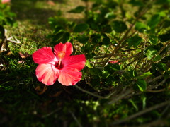 okinawa_07