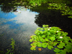水面