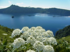 湖、花