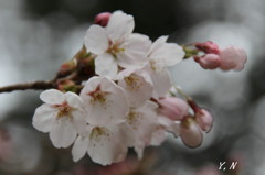 桜色