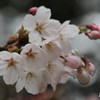 桜色