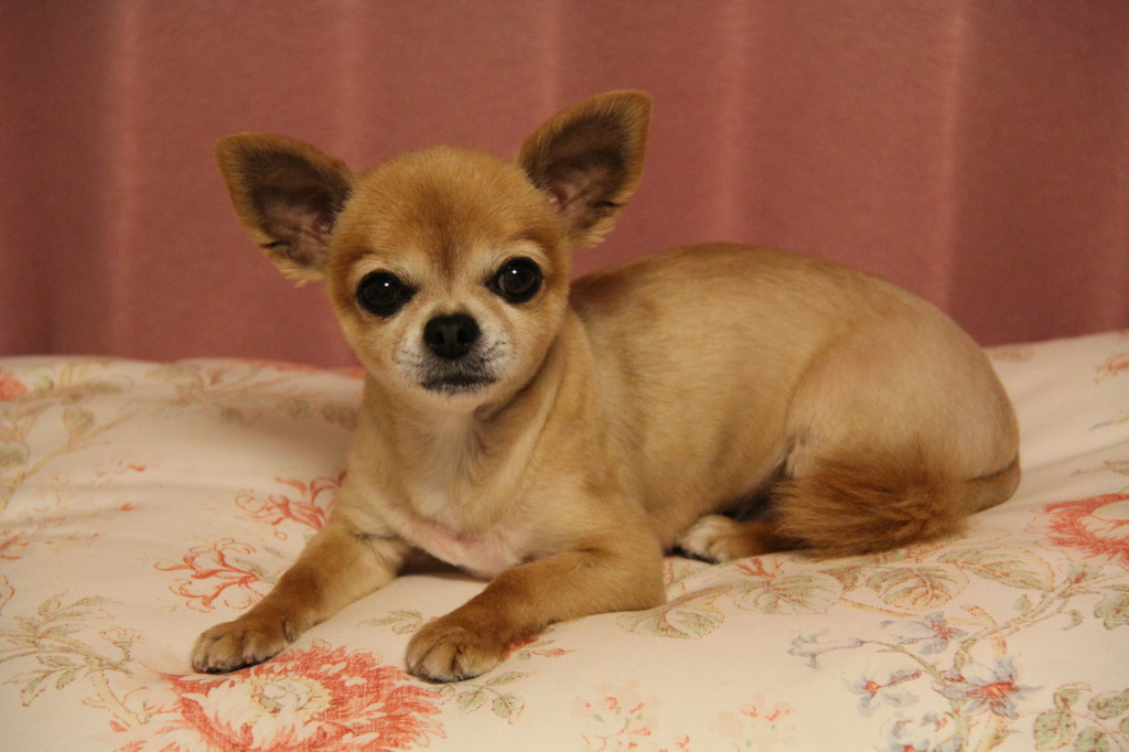 ﾓﾃﾞﾙ犬
