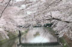 大岡川さくら
