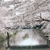 大岡川さくら