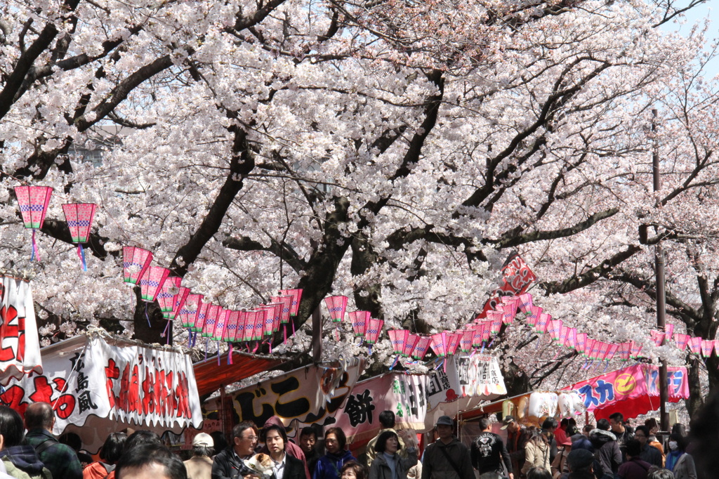 桜祭り