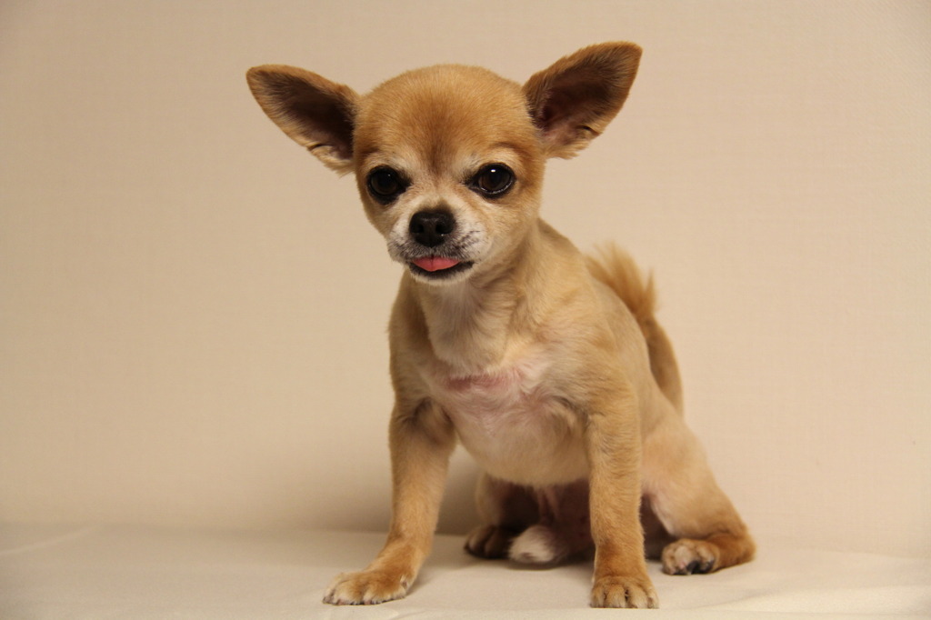 ﾓﾃﾞﾙ犬