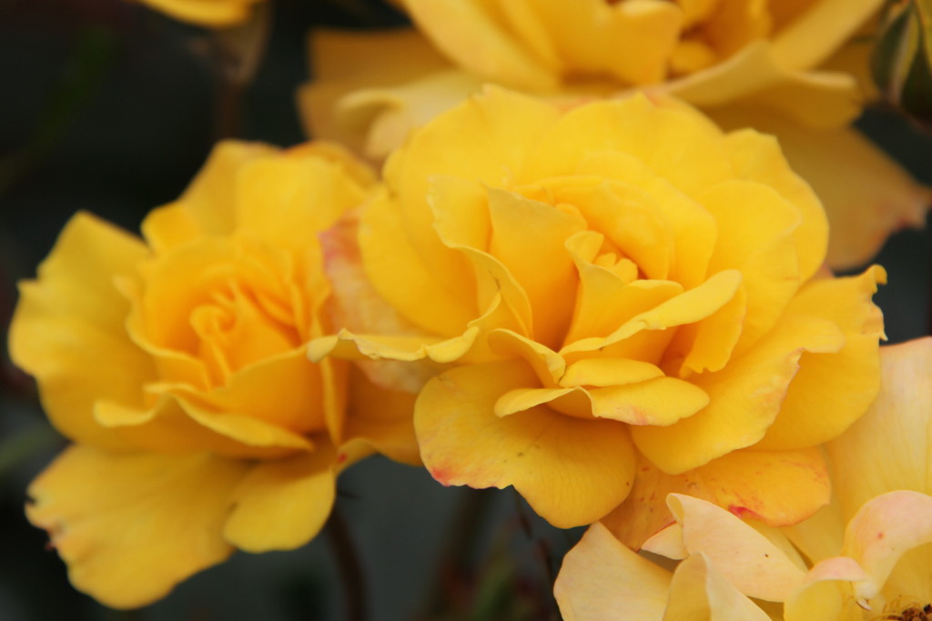 薔薇