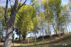 竹林