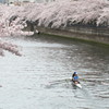 大岡川