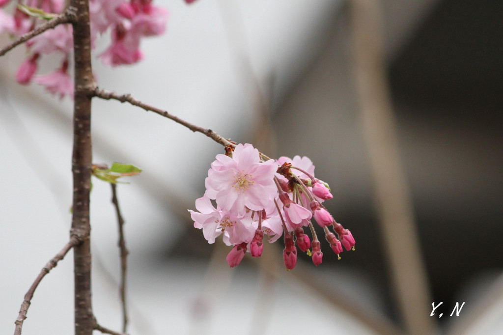 すだれ桜