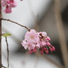 すだれ桜