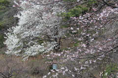 来週は満開