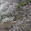 来週は満開