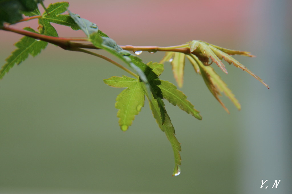 雨上がり