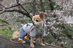 花見