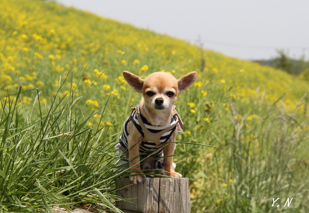 お山で