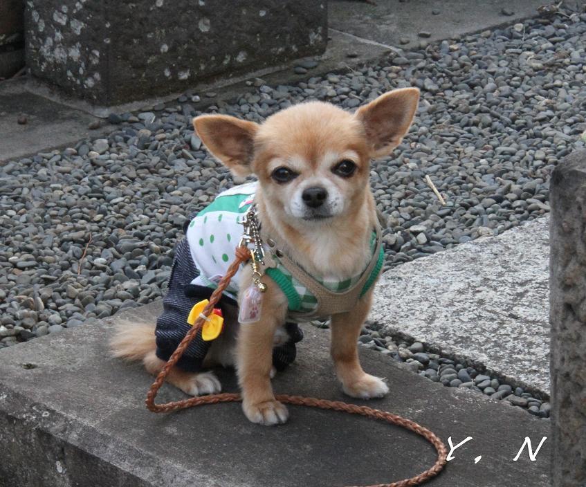 犬でも・・お墓参り