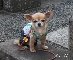 犬でも・・お墓参り