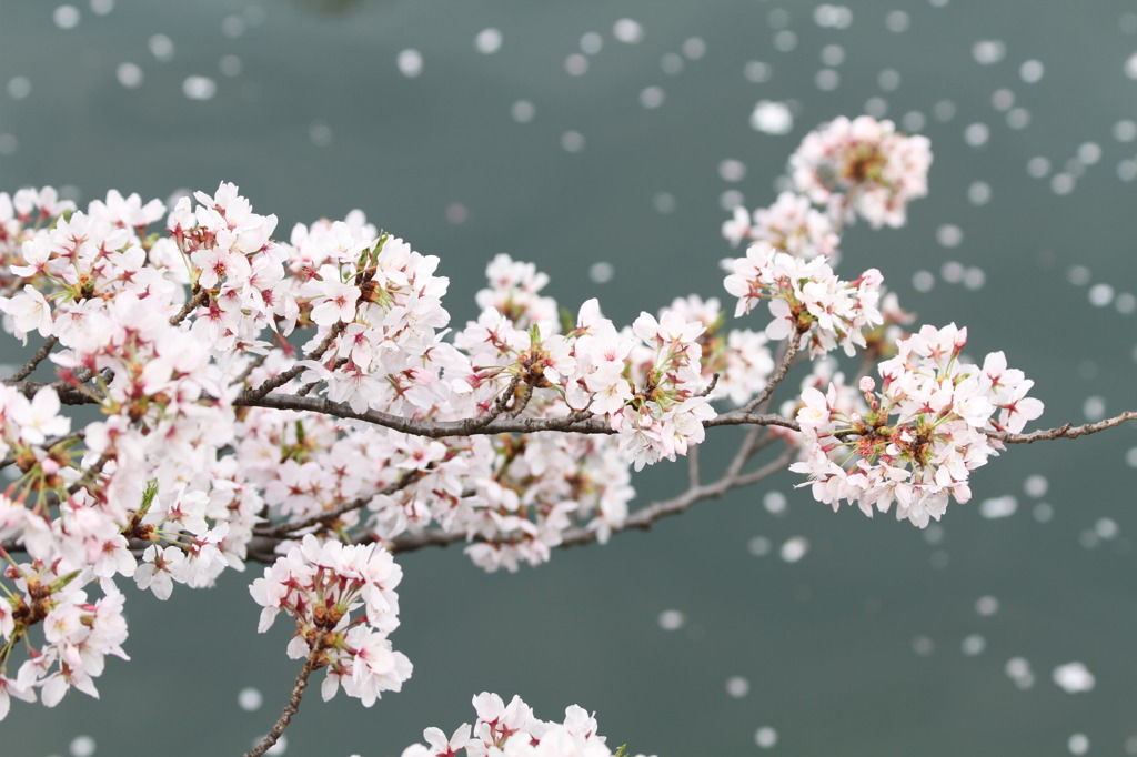 花びら