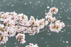 花びら