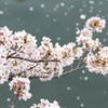 花びら