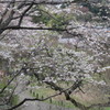 来週は満開