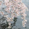 さくらの重み